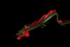 Dragon Animation