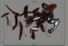 Robot Ku Fu